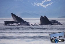Tags: alaska, canal, humpback, lynn, whales (Pict. in Bing Photos November 2012)