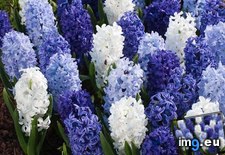 Tags: blue, hyacinth (Pict. in Hyacynth)