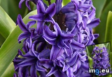 Tags: hyacinth (Pict. in Hyacynth)
