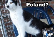 Tags: cat, funny, hitler, meme, poland (Pict. in Rehost)