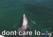 Tags: bye, care, dolphin, funny, lol (GIF in Rehost)