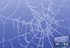 Tags: icy, web (Pict. in 1920x1200 wallpapers HD)