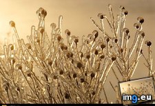 Tags: icy, weeds (Pict. in National Geographic Photo Of The Day 2001-2009)