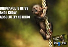Tags: bliss, funny, happy, ignorance, monkey (Pict. in Rehost)