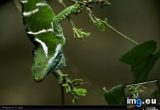 Tags: iguana, laman (Pict. in National Geographic Photo Of The Day 2001-2009)