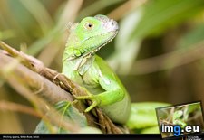 Tags: iguana, river, sittee (Pict. in National Geographic Photo Of The Day 2001-2009)