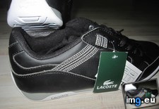 Tags: image (Pict. in Lacoste Telesio 41)