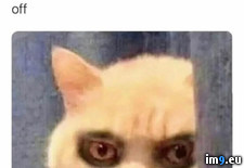 Tags: meme, sleep (Pict. in Instant Upload)