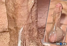 IMG_8074 (#Cum #Sperm #Cock #Swallow #Semen #Masturbate #Autofellatio) - 307 KB Tags: anus, autofellatio, balls, cock, cum, masturbate, semen, sperm, squirt, suck, swallow (Pict. in Squirting penis)