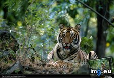 Tags: india, indian, tiger (Pict. in National Geographic Photo Of The Day 2001-2009)
