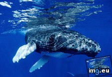 Tags: humpback, infant, whale (Pict. in Beautiful photos and wallpapers)