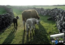 Tags: cows, inishmore (Pict. in National Geographic Photo Of The Day 2001-2009)