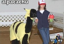 Tags: alpaca, alpacachu, internet, memebase, memes, pok, spit (Pict. in LOLCats, LOLDogs and cute animals)