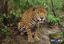 Tags: belize, jaguar (Pict. in Beautiful photos and wallpapers)