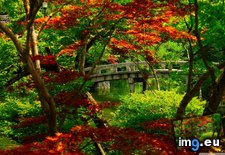 Tags: 1440x900, garden, japanese, kyoto, wallpaper (Pict. in Tiburon36)