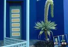 Tags: jardin, majorelle (Pict. in National Geographic Photo Of The Day 2001-2009)