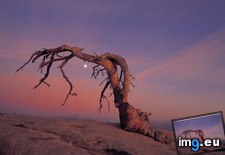 Tags: california, jeffrey, national, park, pine, yosemite (Pict. in Beautiful photos and wallpapers)