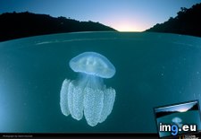 Tags: doubilet, jellyfish, level, split (Pict. in National Geographic Photo Of The Day 2001-2009)