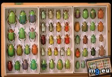 Tags: jewel, scarabs (Pict. in National Geographic Photo Of The Day 2001-2009)