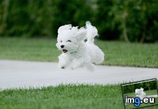 Tags: joyful, nice, puppy, running (Pict. in Cute Puppies)