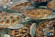 Tags: cayman, farm, grand, green, island, juvenile, sea, turtle, turtles (Pict. in Beautiful photos and wallpapers)