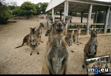 Tags: kangaroo, romp (Pict. in National Geographic Photo Of The Day 2001-2009)