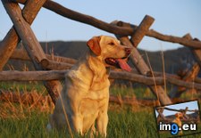 Tags: keeping, labrador, retriever, watch, yellow (Pict. in Beautiful photos and wallpapers)