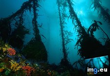 Tags: forest, kelp, mexico, monterrey (Pict. in Beautiful photos and wallpapers)