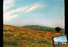 Tags: california, county, field, kern, pass, poppy, tehachapi (Pict. in Branson DeCou Stock Images)