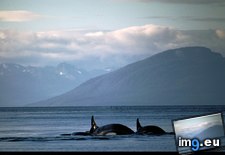 Tags: killer, whales (Pict. in National Geographic Photo Of The Day 2001-2009)