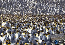 Tags: colony, georgia, island, king, penguin, south (Pict. in Beautiful photos and wallpapers)