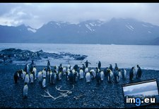 Tags: king, penguins (Pict. in National Geographic Photo Of The Day 2001-2009)