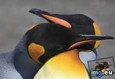 Tags: king, penguins (Pict. in 1920x1200 wallpapers HD)