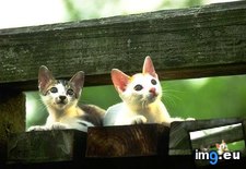 kitten-100 ( #Kitten) - 35 KB Tags: kitten (Pict. in Cute cats & kittens)