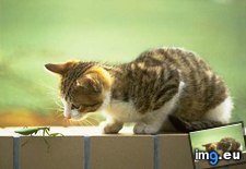 Tags: kitten (Pict. in Cute cats & kittens)