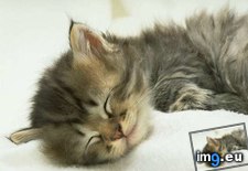 Tags: kitten (Pict. in Cute cats & kittens)