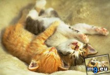 Tags: kitten (Pict. in Cute cats & kittens)