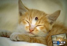 kitten-107 ( #Kitten) - 29 KB Tags: kitten (Pict. in Cute cats & kittens)