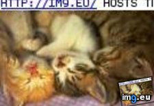 kitten-115 ( #Kitten) - 5 KB Tags: kitten (Pict. in Cute cats & kittens)