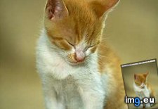 kitten-117 ( #Kitten) - 14 KB Tags: kitten (Pict. in Cute cats & kittens)