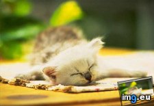 kitten-118 ( #Kitten) - 24 KB Tags: kitten (Pict. in Cute cats & kittens)