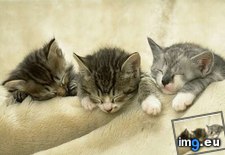 kitten-119 ( #Kitten) - 32 KB Tags: kitten (Pict. in Cute cats & kittens)
