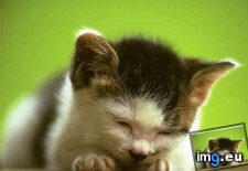 kitten-130 ( #Kitten) - 23 KB Tags: kitten (Pict. in Cute cats & kittens)