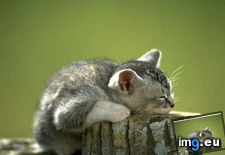 kitten-135 ( #Kitten) - 29 KB Tags: kitten (Pict. in Cute cats & kittens)