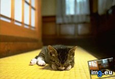 kitten-136 ( #Kitten) - 24 KB Tags: kitten (Pict. in Cute cats & kittens)