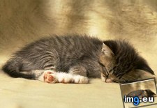 Tags: kitten (Pict. in Cute cats & kittens)
