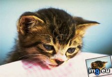 kitten-145 ( #Kitten) - 30 KB Tags: kitten (Pict. in Cute cats & kittens)
