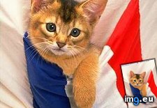 kitten-153 ( #Kitten) - 19 KB Tags: kitten (Pict. in Cute cats & kittens)