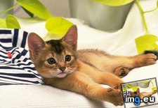 kitten-163 ( #Kitten) - 34 KB Tags: kitten (Pict. in Cute cats & kittens)