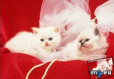 Tags: cats, cute, kitten, red, white (Pict. in Cute cats & kittens)
